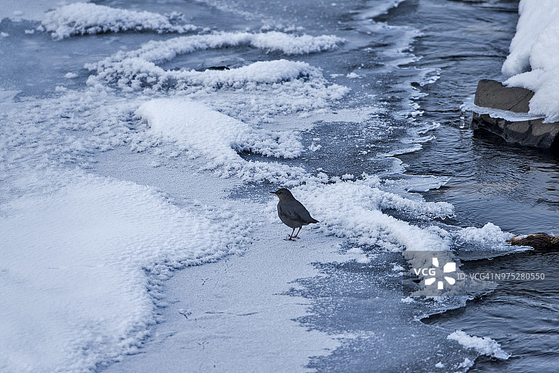 美洲河乌图片素材