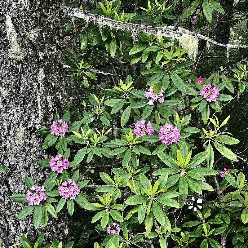 华盛顿奥林匹克半岛沃克山上的本地太平洋杜鹃图片素材
