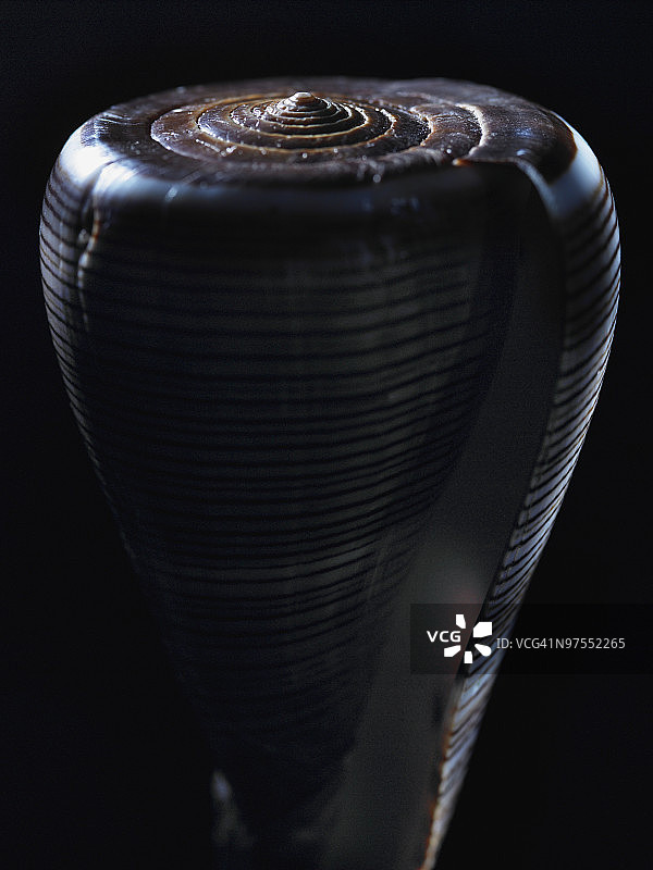 芋螺贝壳图片素材