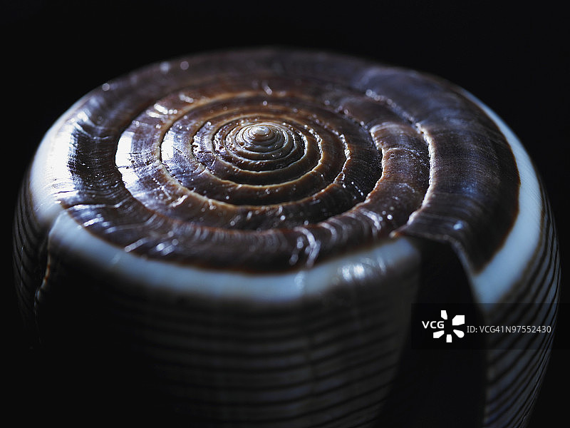 芋螺贝壳图片素材