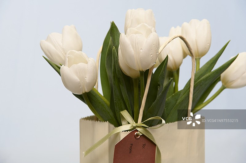 礼品袋里的郁金香图片素材