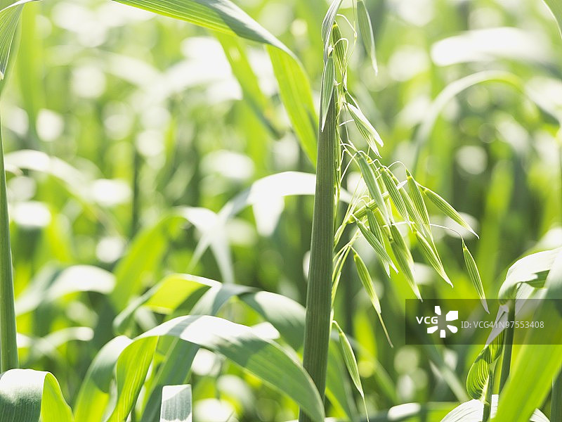 燕麦田图片素材