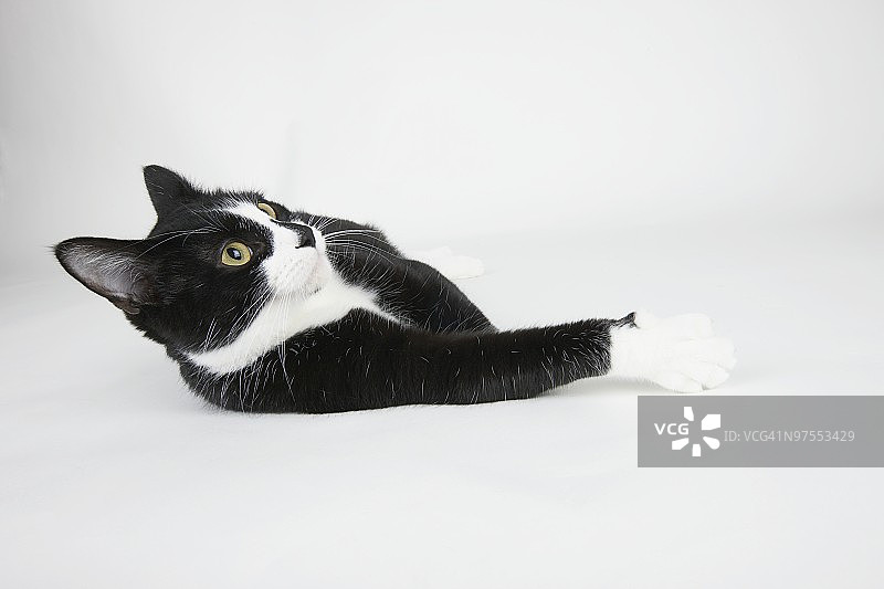 休闲的猫图片素材