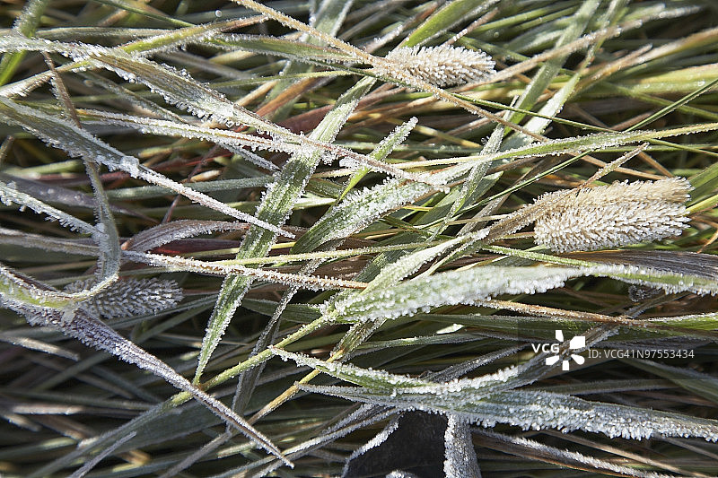 覆盖冰霜的草地图片素材