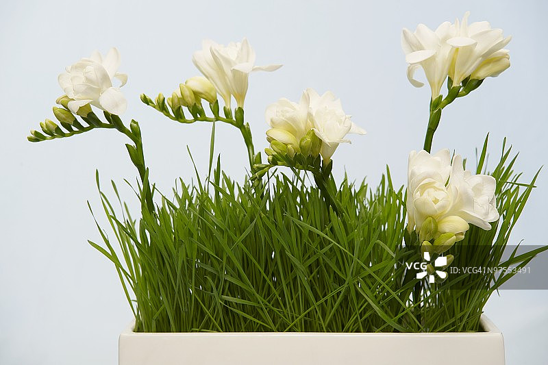 盆栽花卉图片素材