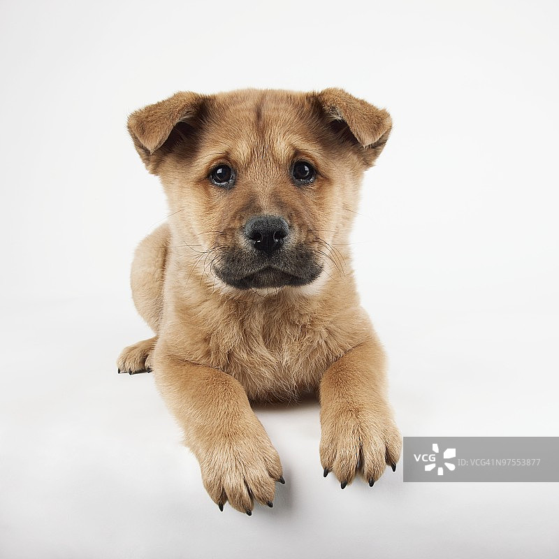 躺卧的小狗图片素材