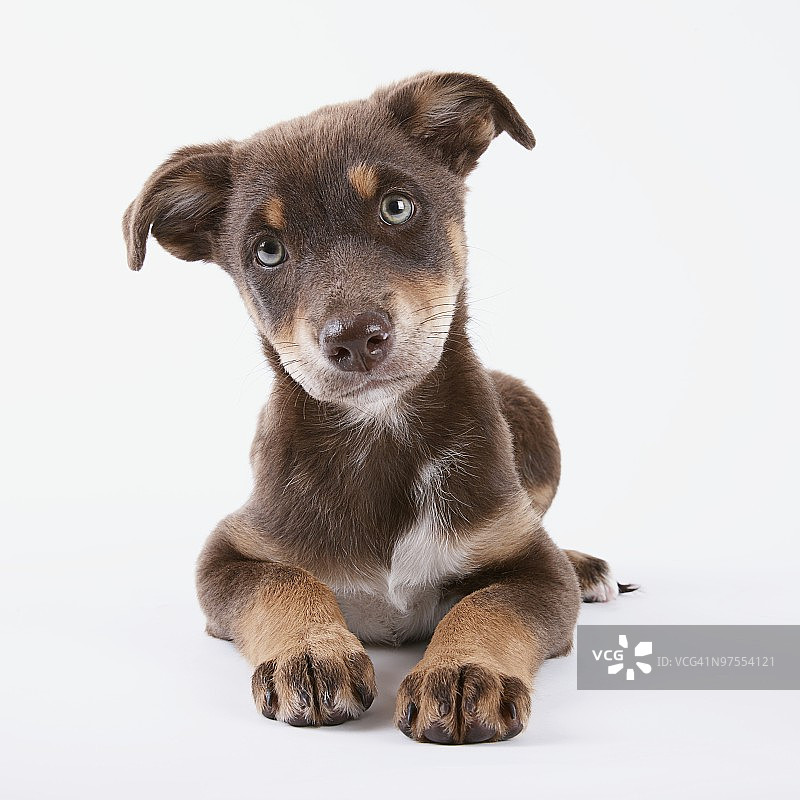 天真无邪的小狗图片素材