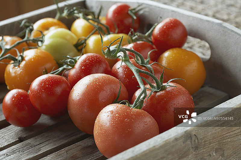 成熟的葡萄番茄图片素材