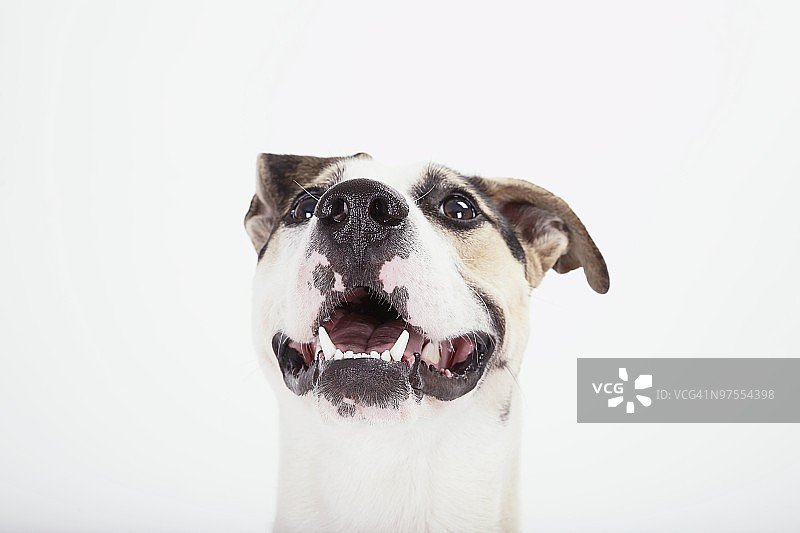 向上看的狗图片素材