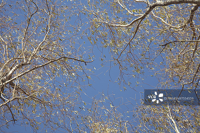 白杨树图片素材