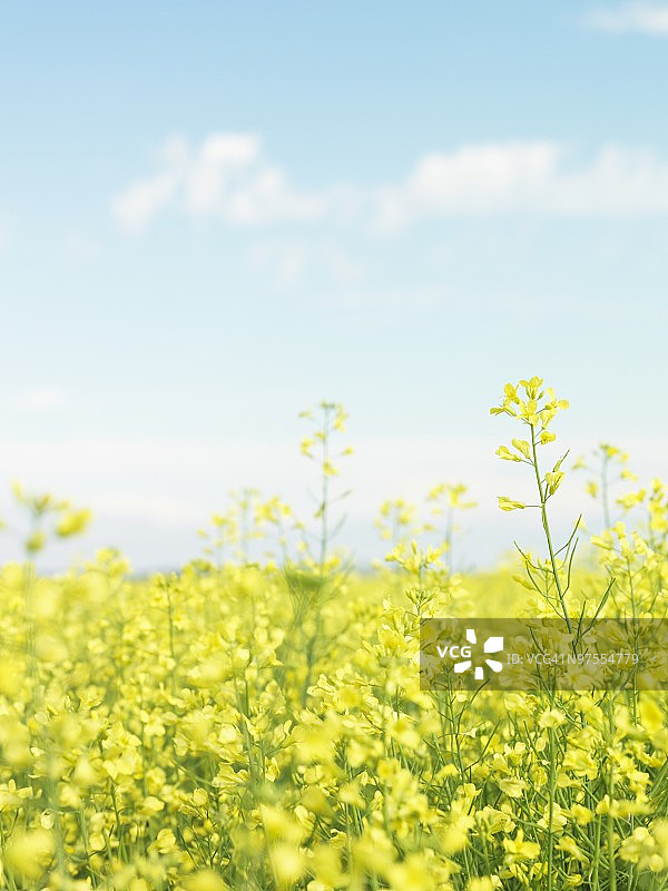 油菜花田图片素材