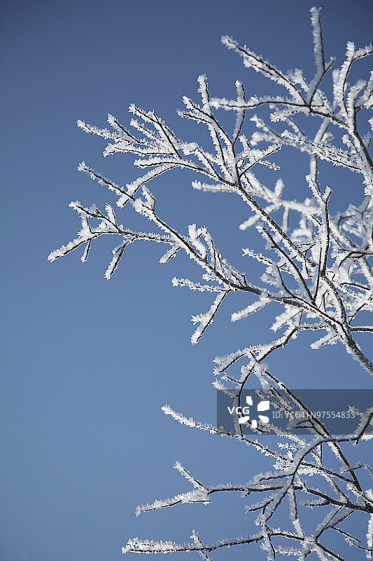 雪覆树枝图片素材