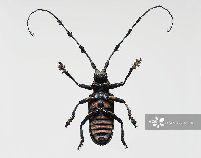 长角甲虫图片素材