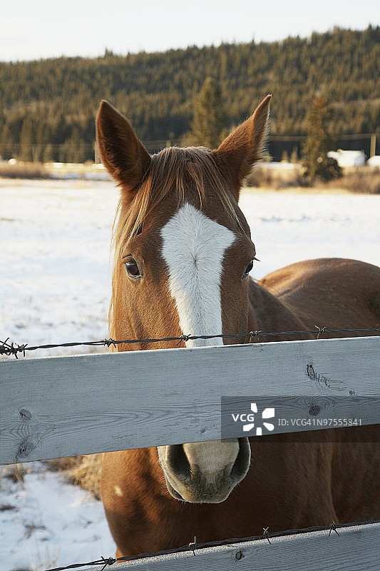 珊瑚色的马图片素材