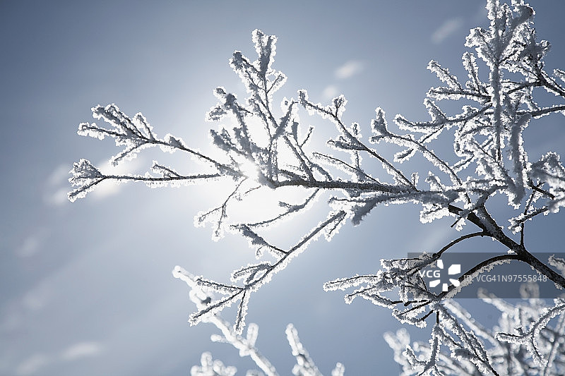 覆盖冰霜的树枝图片素材