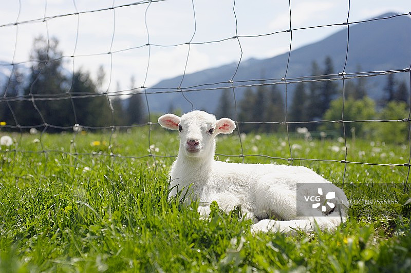 草地上的羔羊图片素材