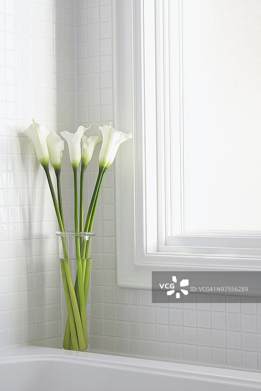 白色浴室里的白色马蹄莲图片素材