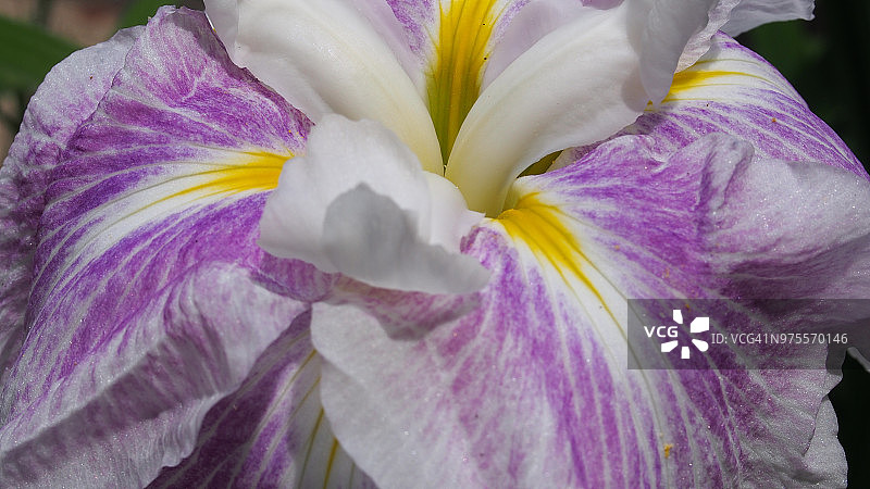 花菖蒲图片素材