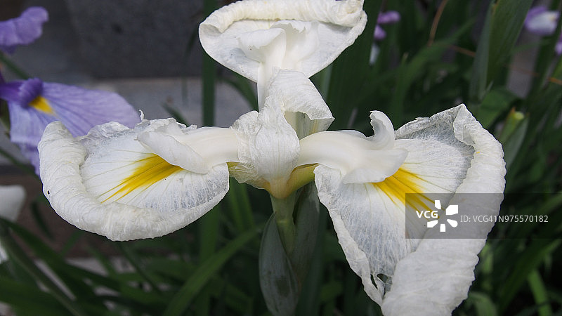 花菖蒲图片素材
