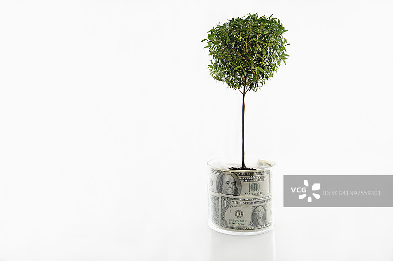 种在钱罐里的树苗图片素材