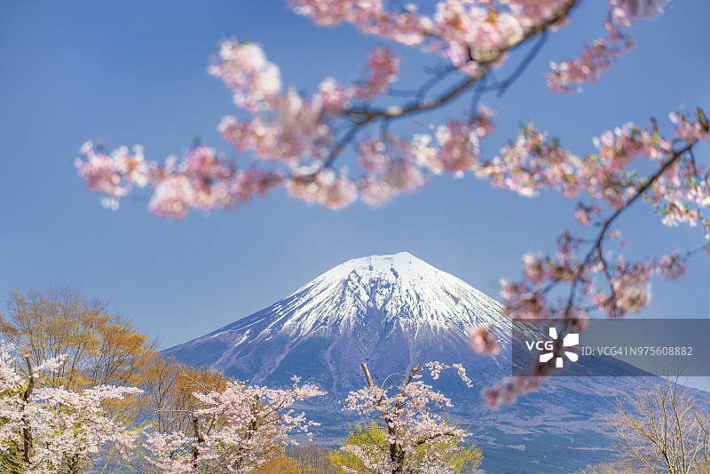 日本狸藻湖畔的富士山与春季粉色樱花枝图片素材