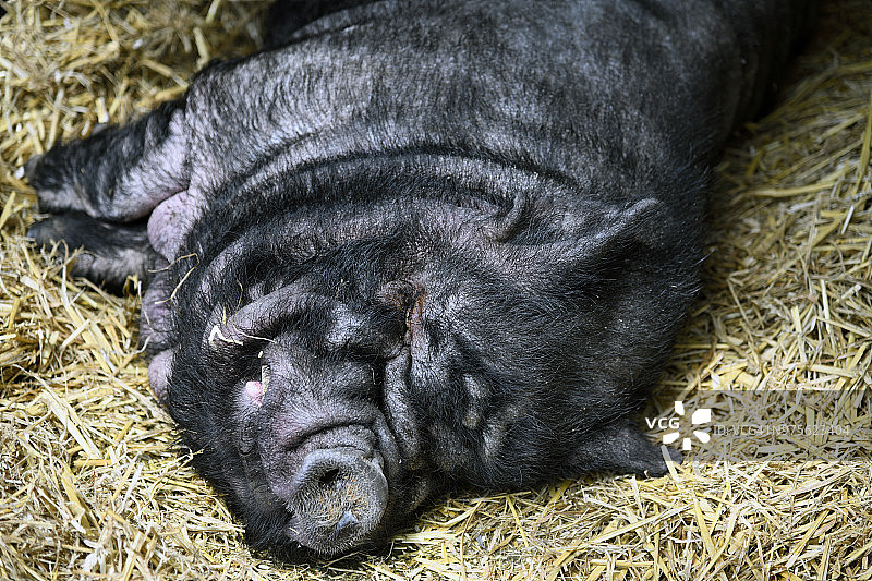睡着的大黑猪图片素材