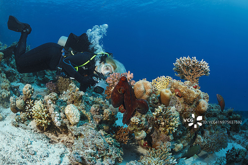 水肺潜水员探索和欣赏珊瑚礁海洋生物水下照片图片素材