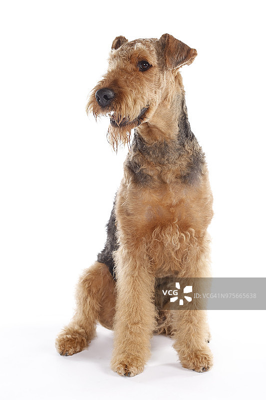 艾尔谷梗犬的影棚照片图片素材