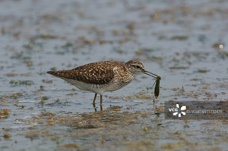 白腰草鹬与蜻蜓幼虫图片素材