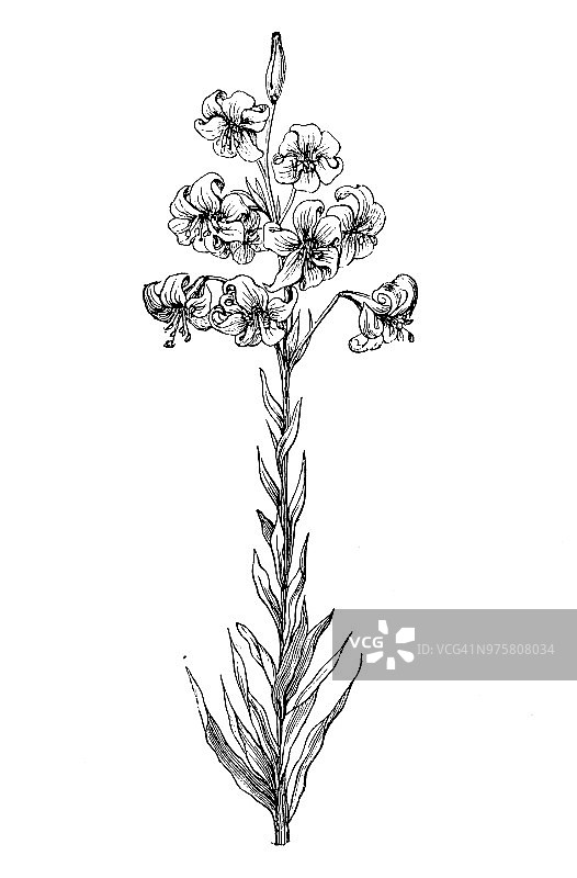 百合植物复古雕刻插画：Lilium testaceum图片素材
