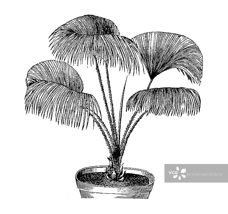 植物学古董雕刻插图：蒲葵，棕榈图片素材