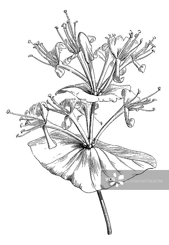 植物古董雕刻插图：Lonicera caprifolium（意大利忍冬）图片素材