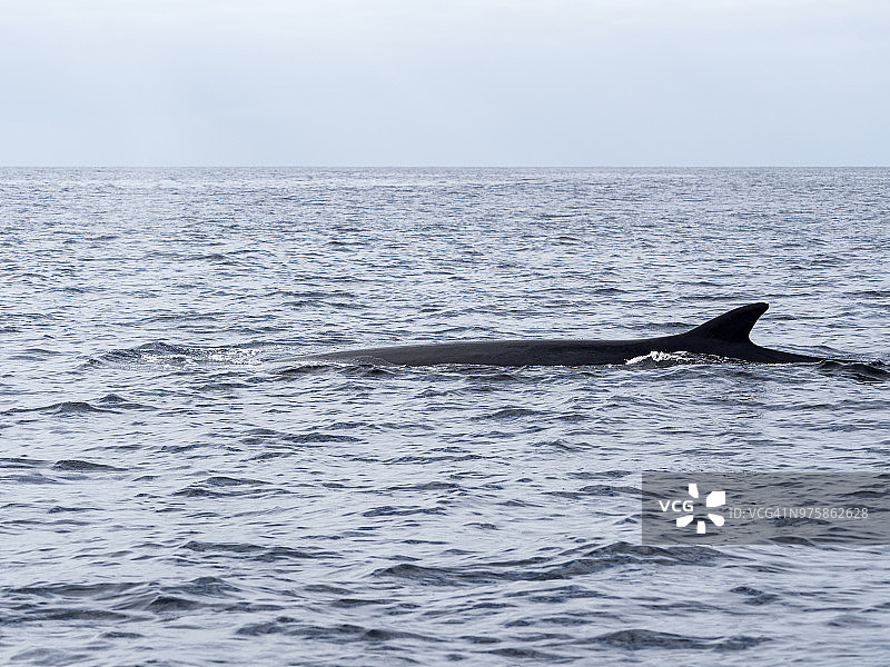 在亚速尔群岛特塞拉岛附近海域游泳的座头鲸图片素材