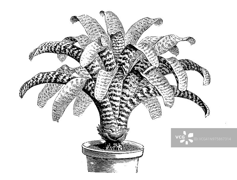 植物学植物古董雕刻插图：Vriesea hieroglyphica, massangea hieroglyphica图片素材