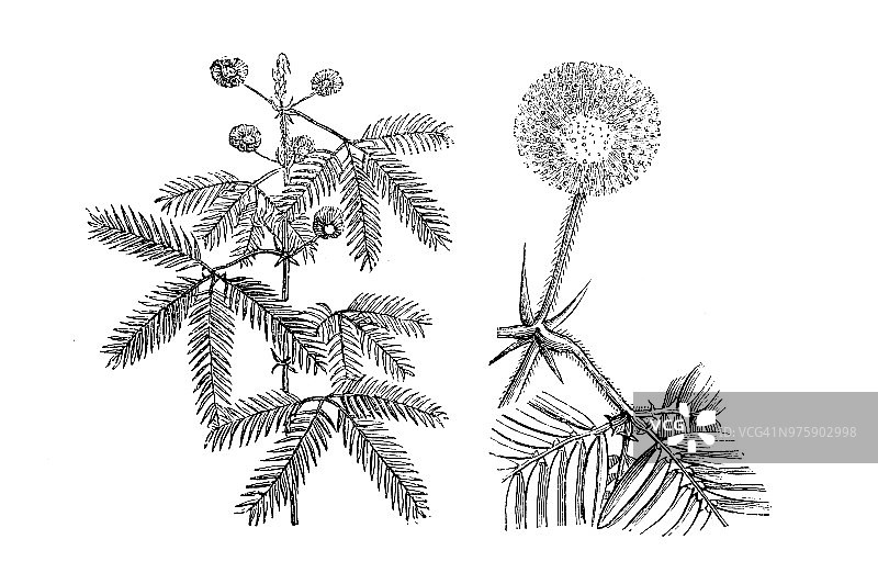古董雕刻植物插图：Mimosa pudica图片素材