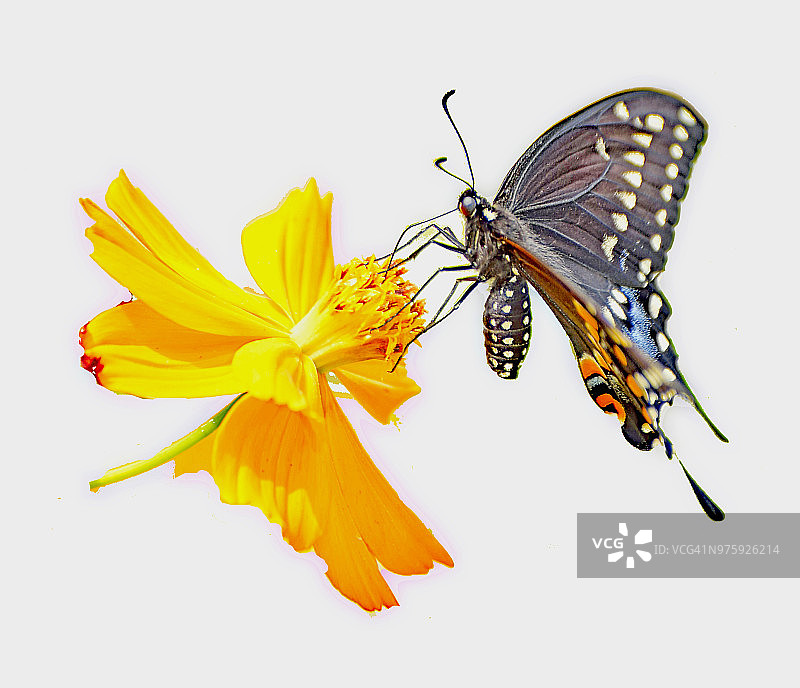 虎凤蝶黑色型与波斯菊图片素材
