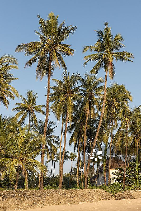 缅甸若开邦额不里海滩的椰子树图片素材