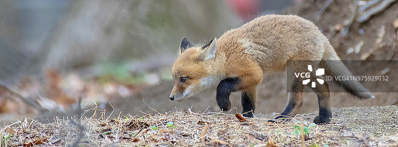 好奇的敏狐图片素材