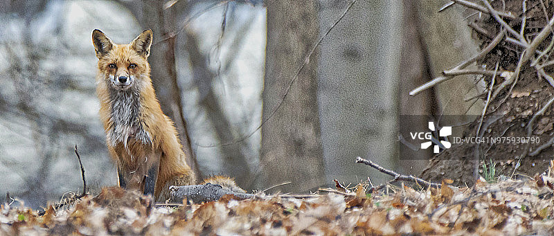 红狐雌狐图片素材