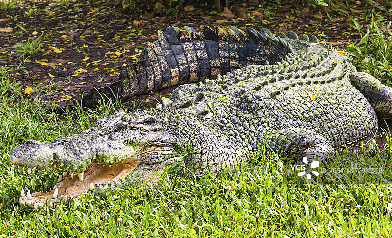 澳大利亚北部卡卡杜国家公园的咸水鳄图片素材