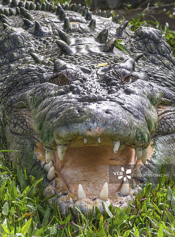 澳大利亚北部卡卡杜国家公园的咸水鳄图片素材