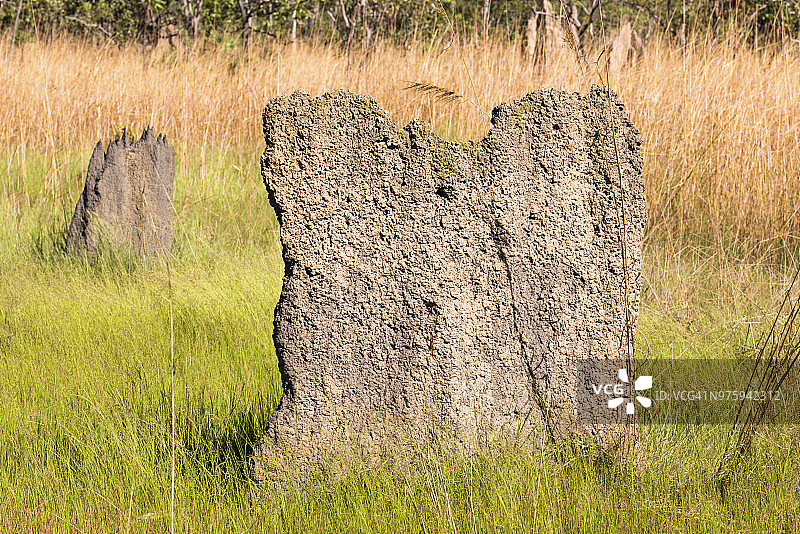 磁性白蚁丘，子午白蚁，利奇菲尔德国家公园，澳大利亚。图片素材