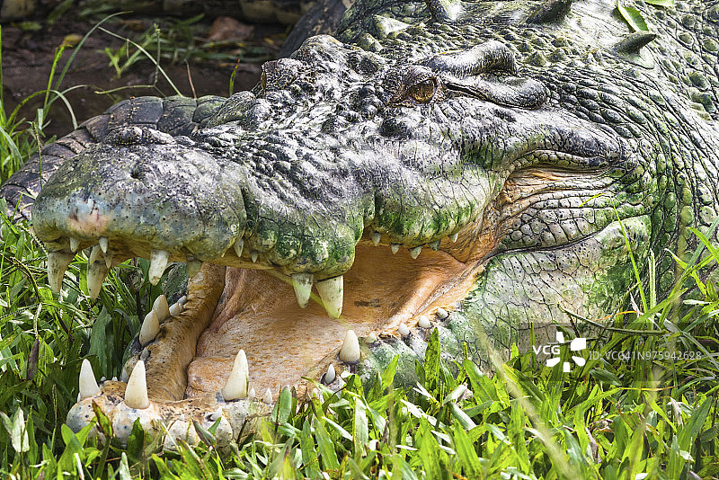 澳大利亚北部卡卡杜国家公园的咸水鳄图片素材