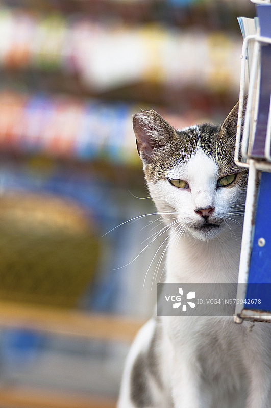 希腊卡塔科隆村的猫咪偷看游客明信片图片素材
