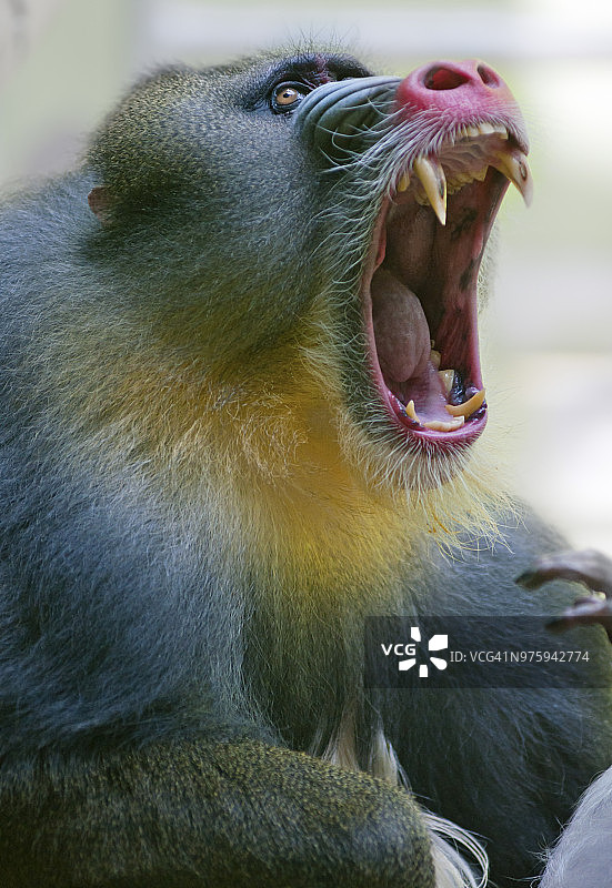 露出牙齿的雄性山魈图片素材