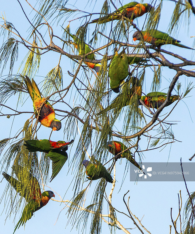澳大利亚拜伦角，树上的群聚鹦鹉图片素材