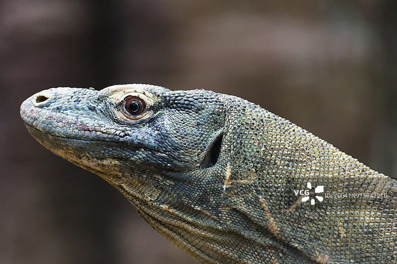科莫多巨蜥特写图片素材