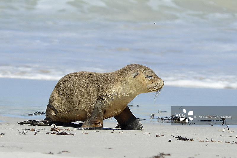 南澳大利亚袋鼠岛海豹湾的小海狮图片素材