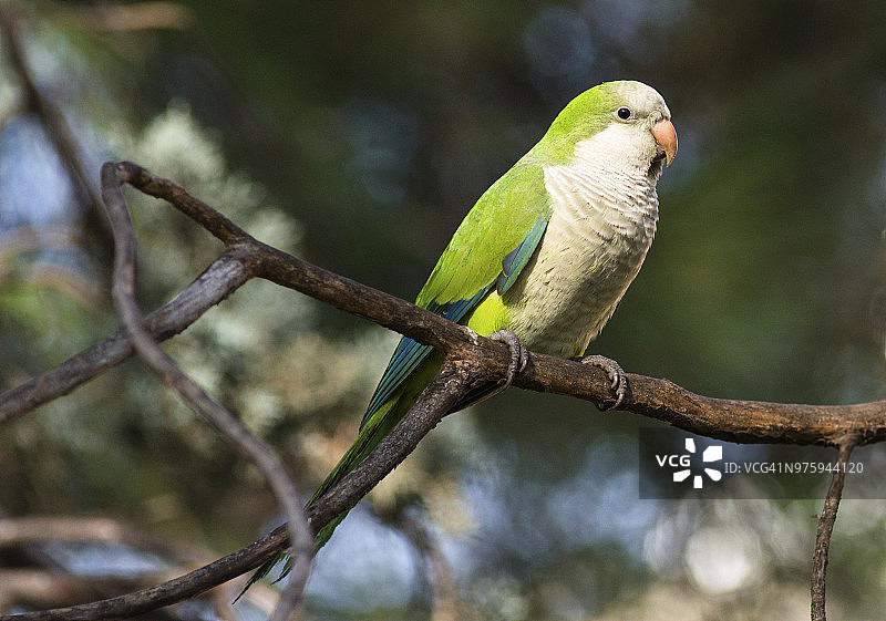 僧侣鹦鹉，西班牙图片素材