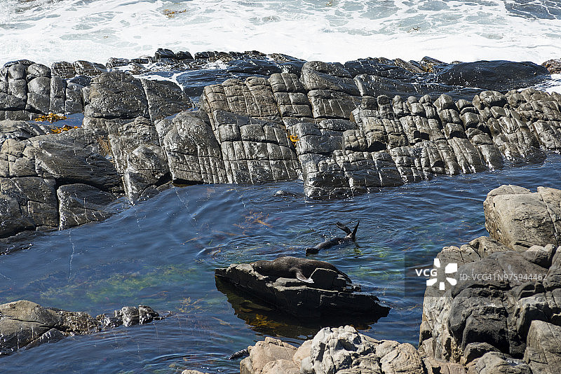 袋鼠岛弗林德斯蔡斯国家公园岩石上的新西兰海狗图片素材